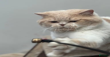 British Shorthair cats - Advert 3