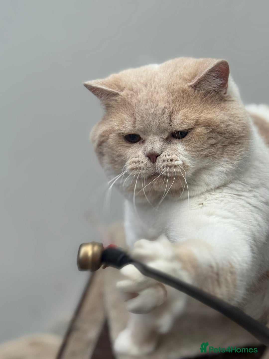 British Shorthair cats for stud: Russian import cream bi (odd eye carrier) - Image 2