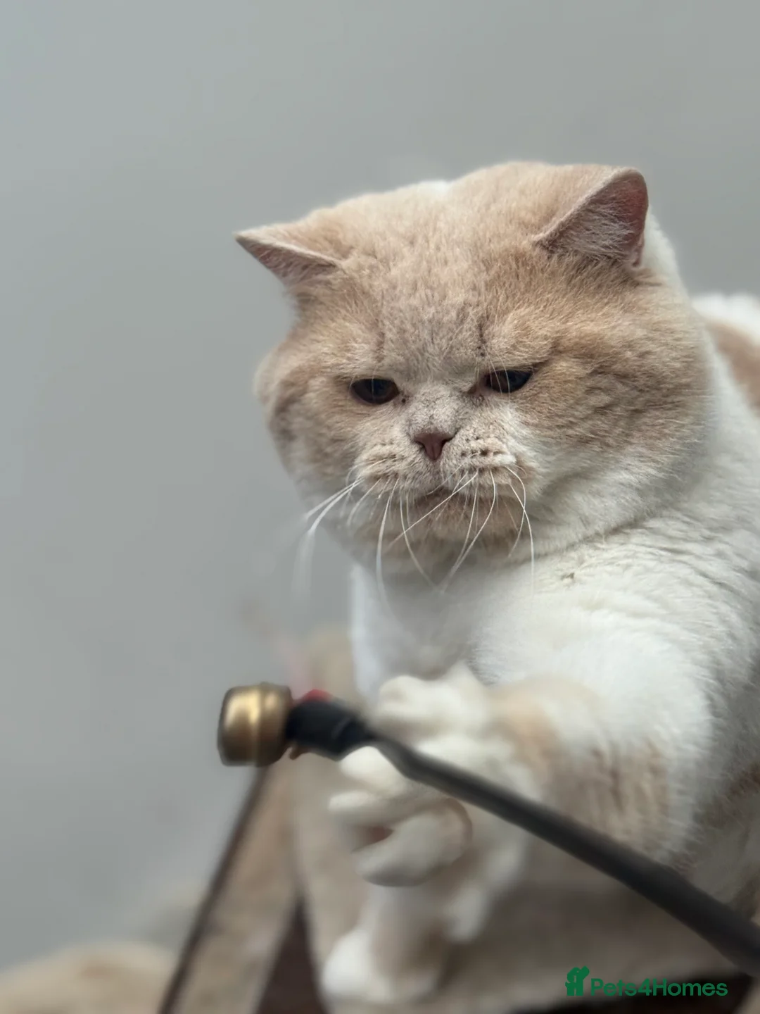 British Shorthair cats for stud: Russian import cream bi - Advert 2