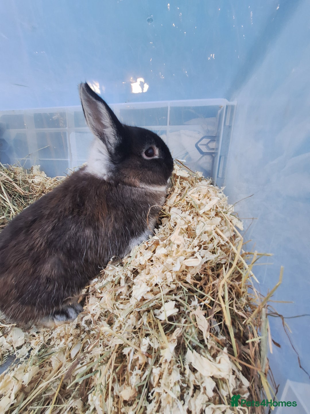 Netherland Dwarf rabbits for sale: 4 Netherland dwarf buck rabbits for sale £40 each  - Advert 7