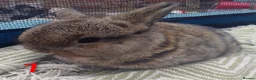 Mini Lop rabbits for sale: Beautiful Mini Lop bunnies  - Advert 8