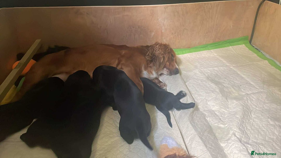 Mixed Breed dogs for sale: Docker puppy’s  - Image 14