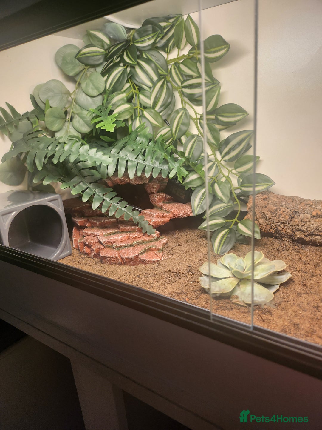 Tortoise reptiles for sale: Marginated baby tortoise 10 months old - Advert 3