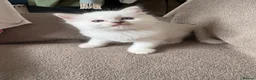 Ragdoll cats for sale: GCCF REG RAGDOLL KITTENS LILAC CHOC SEAL  - Advert 29