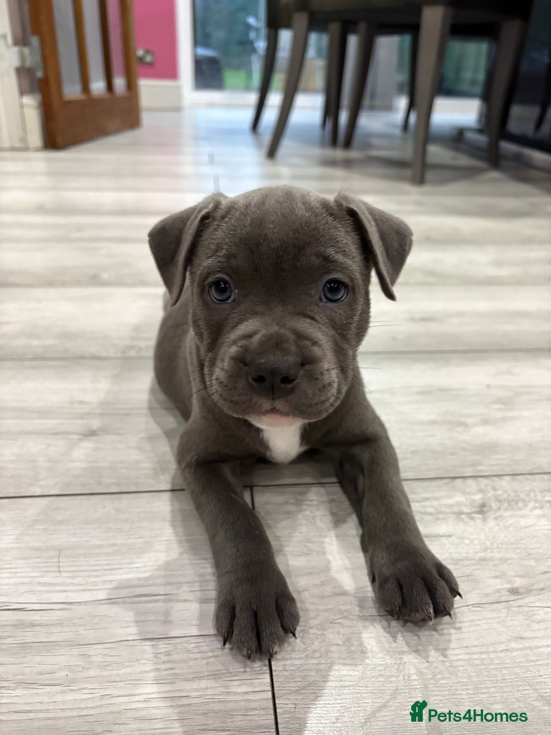 Staffordshire Bull Terrier dogs for sale: Dw Kc registered Blue Staffordshire Bull Terriers. - Advert 13