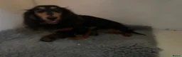 Miniature Dachshund dogs for sale: From IVDD Screened parents shadedcream mini longs  - Advert 10