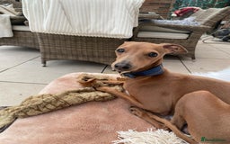 Italian Greyhound dogs for stud:   STUD DOG.  PROVEN ITALIAN GREYHOUND  in Goole - Image 15