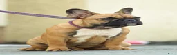 French Bulldog dogs for stud: Champion Imported French Bulldog Available at Stud - Advert 4