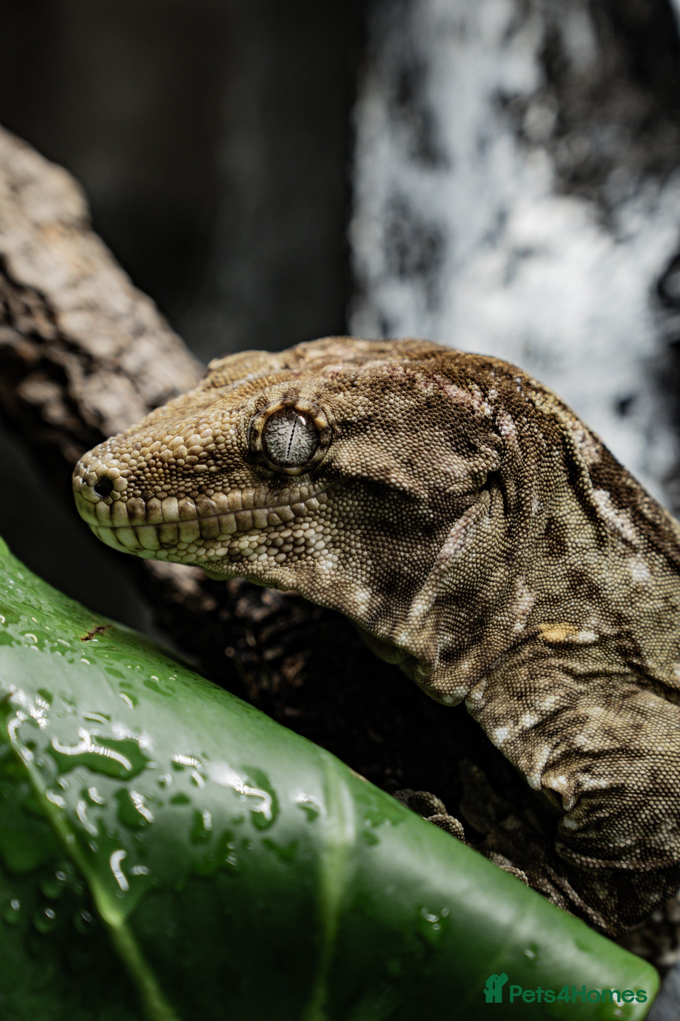 Gecko reptiles Leachianus Gecko, 2X Crested Geckos & Set Ups - Advert 1