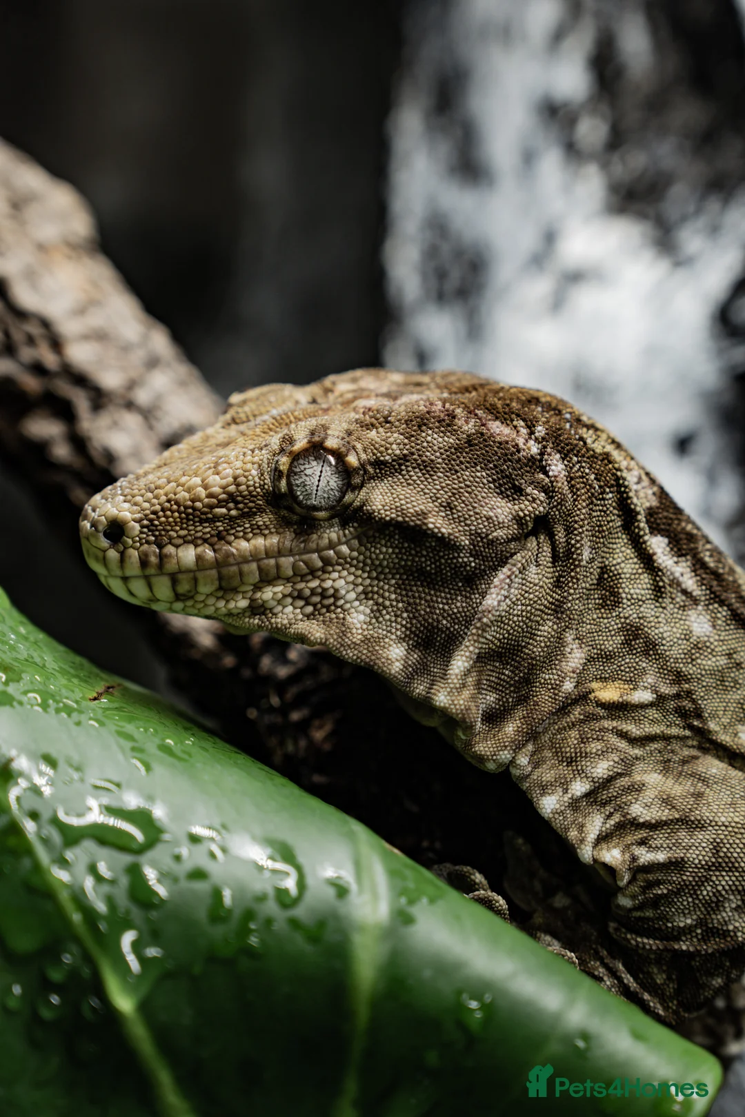 Gecko reptiles for sale: Leachianus Gecko, 2X Crested Geckos & Set Ups - Advert 1