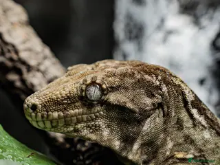 Gecko reptiles Leachianus Gecko, 2X Crested Geckos & Set Ups - Advert 1