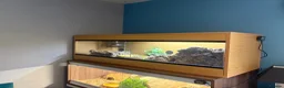 Skink reptiles for sale: Northern Blue Tongue Skink 6 Months Old Male in Wallsend - Advert 2