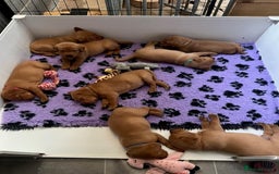 Labrador Retriever dogs for sale: Beautiful Red Fox Labrador Pups – 4 Boys & 4 Girls - Image 2