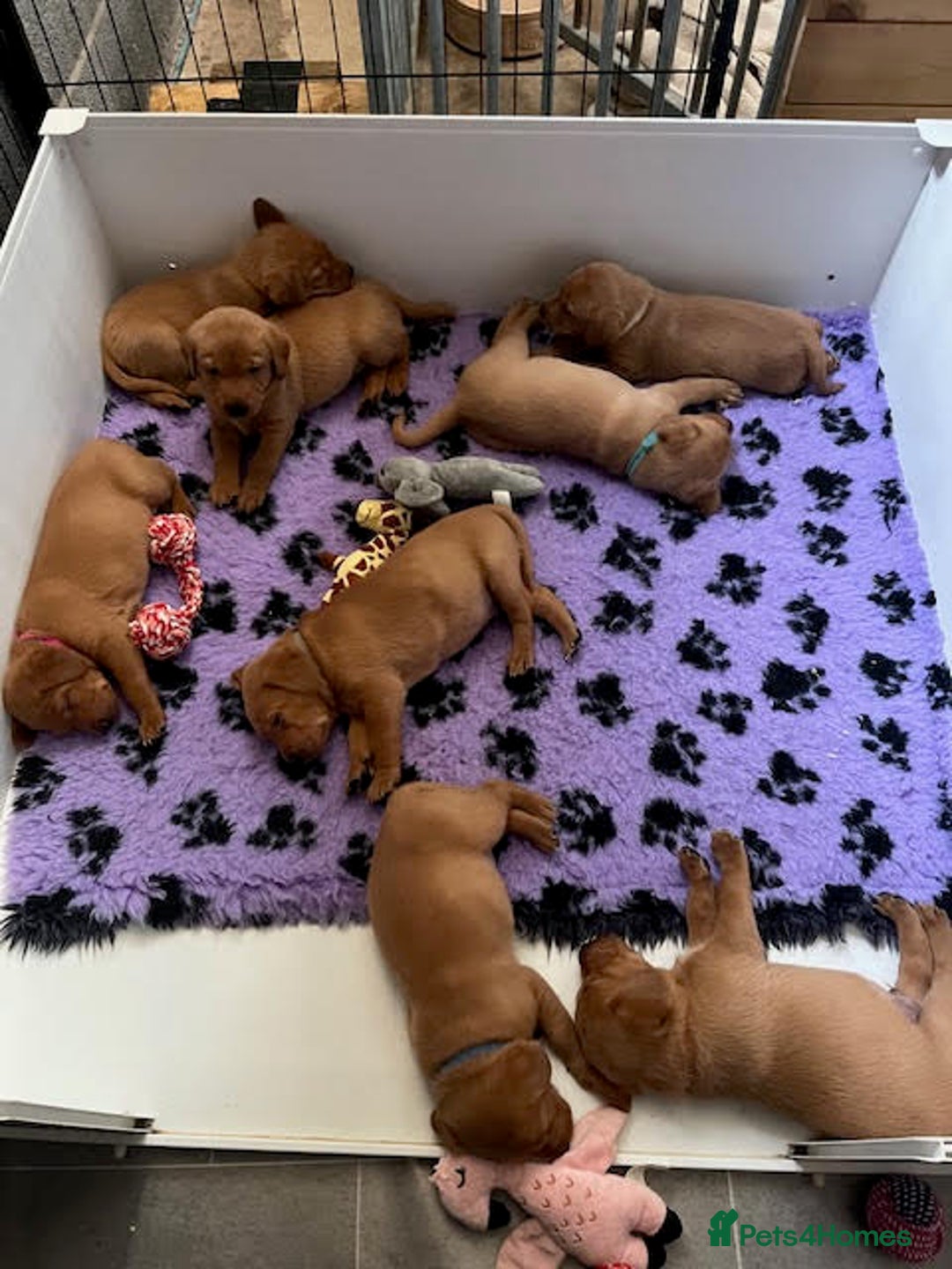 Labrador Retriever dogs for sale: Beautiful Red Fox Labrador Pups – 4 Boys & 4 Girls - Image 2