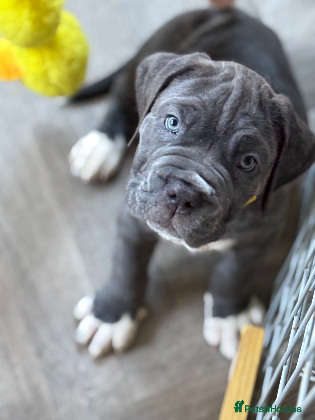 Neapolitan Mastiff dogs for sale: Mastiffs - Advert 15