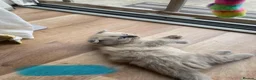 Scottish Fold cats for sale: Beautiful kittens🌹🤭 - Advert 4