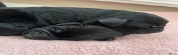 Labrador Retriever dogs for sale: 5 Adorable chunky puppies 🐶  - Advert 6