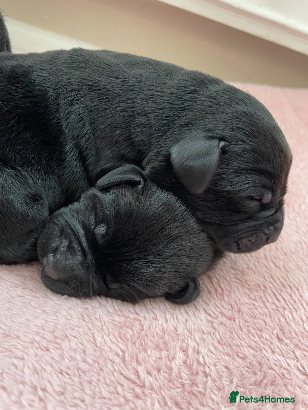 Labrador Retriever dogs for sale: 5 Adorable chunky puppies 🐶  - Advert 6