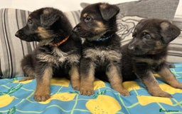 German Shepherd dogs for sale: German Shepherd Puppies - Image 2