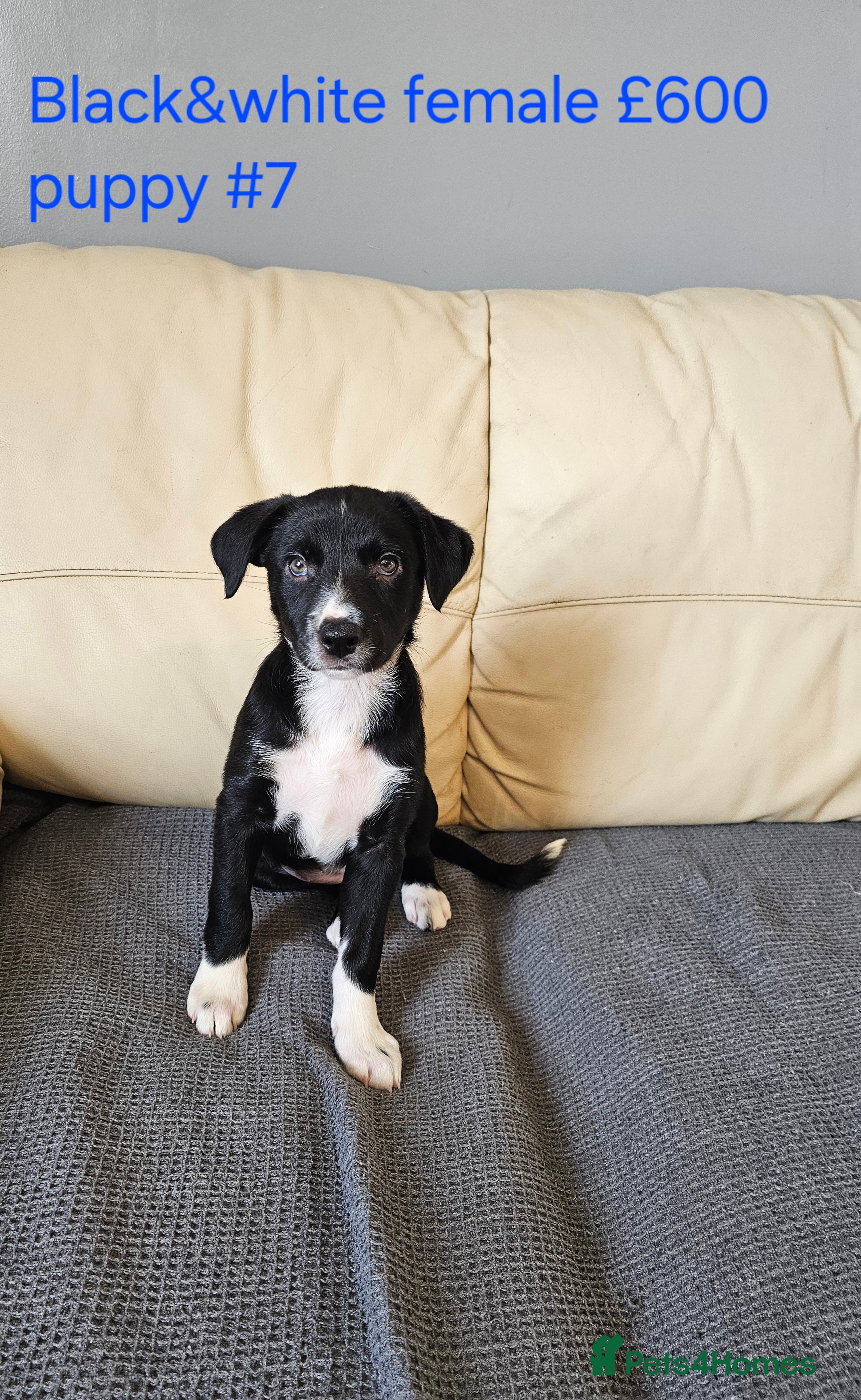 Border Collie dogs Blue merle&black&white puppies for sale  - Advert 5