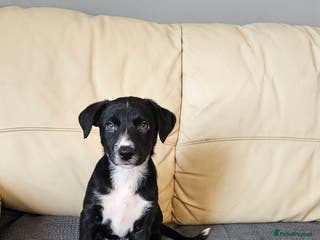 Border Collie dogs Blue merle&black&white puppies for sale - Advert 5