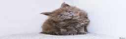 Maine Coon cats for sale: Blue maine coon kittens -DNA health tested parents - Advert 21