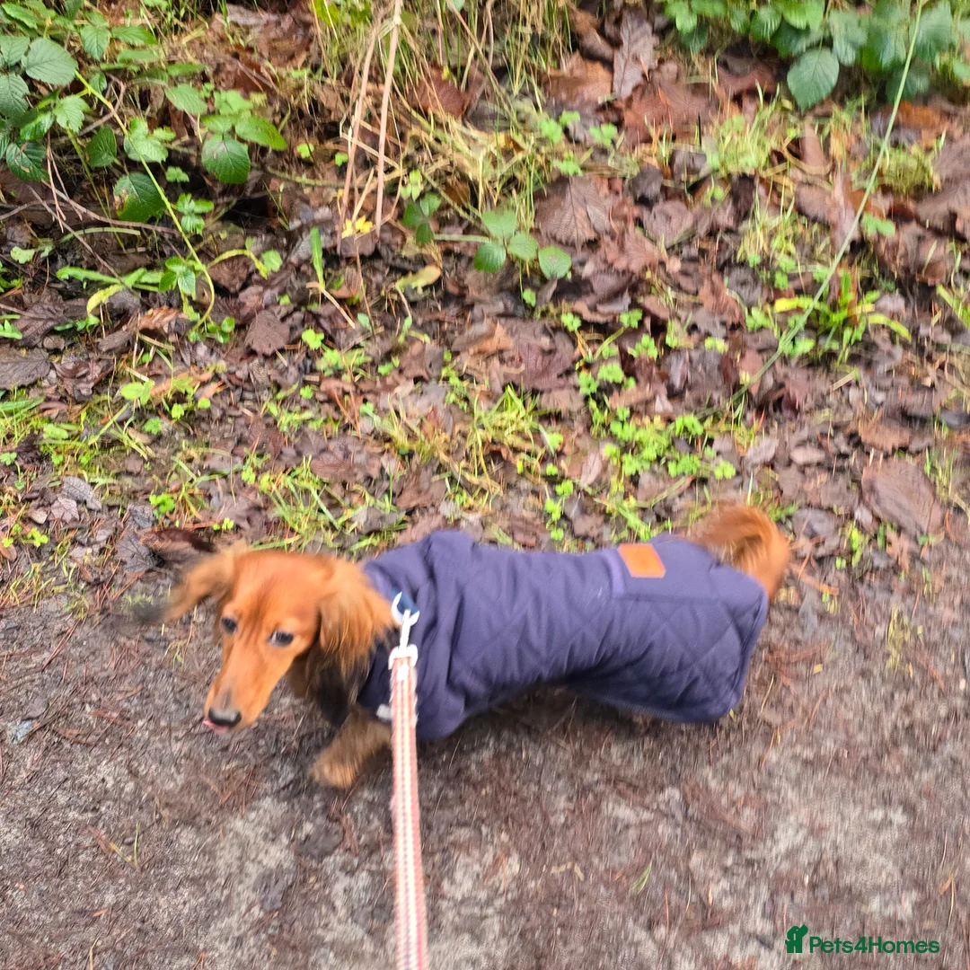 Miniature Dachshund dogs for sale: Miniature long haired Dachshund  - Advert 2