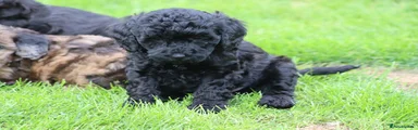 Cavapoo 3