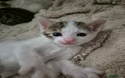 Bengal cats for sale: Bengal x kittens - Image 2