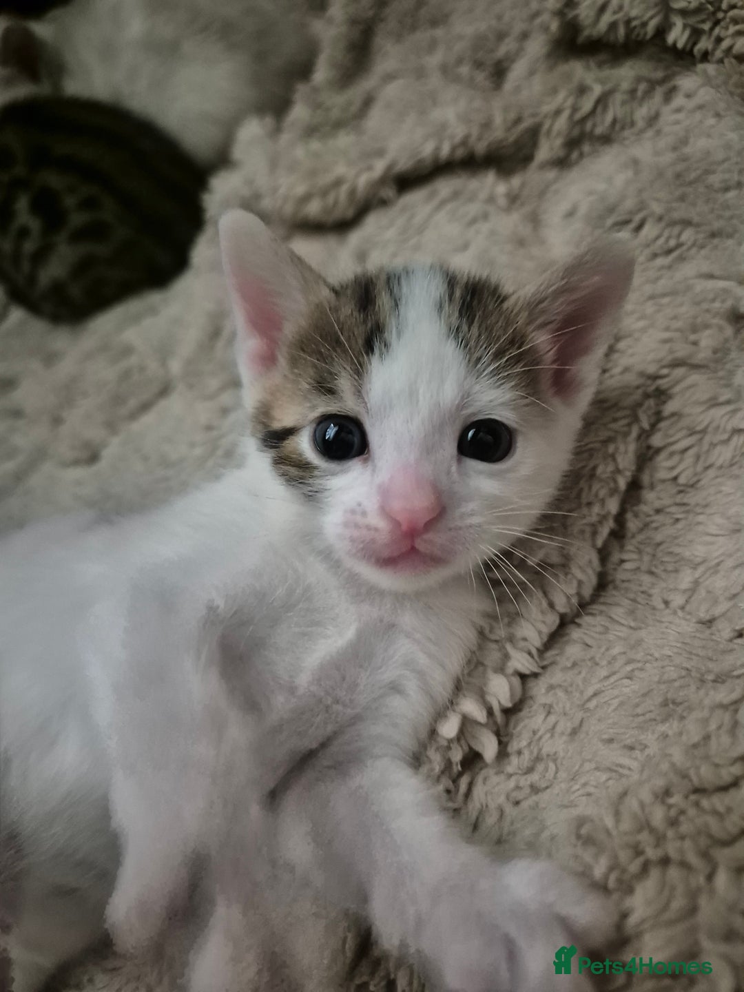 Bengal cats for sale: Bengal x kittens - Image 2