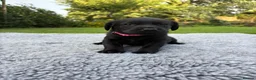 Labrador Retriever dogs for sale: Black Labrador Puppies - Advert 21