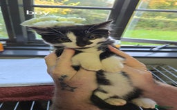 Mixed Breed cats for sale: 3 boys kittens  - Image 2