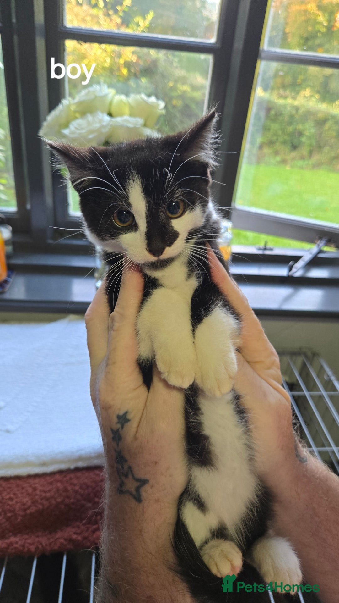 Mixed Breed cats for sale: 3 boys kittens  - Image 2