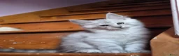 Maine Coon cats for sale: Pedigree Pure TICA Registered Maine Coon Kittens - Advert 12