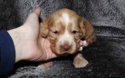 Cocker Spaniel dogs for sale: Beautiful KC reg Cocker Spaniel Pups - Image 6
