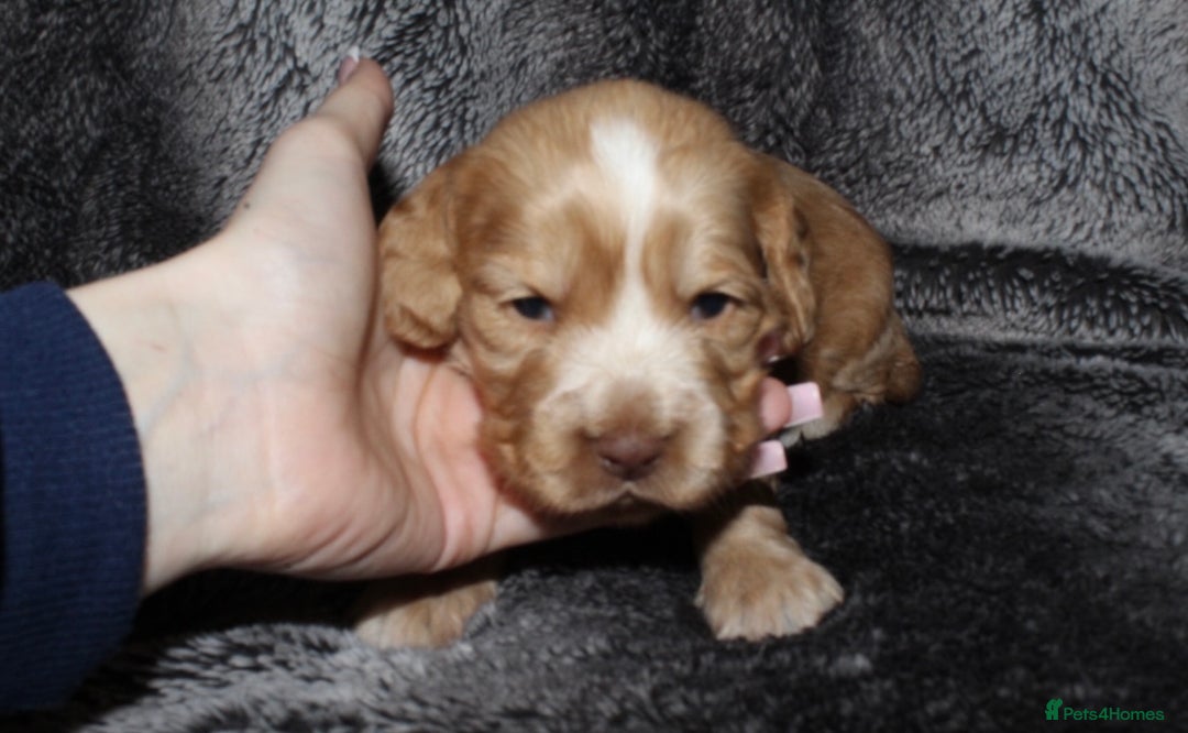 Cocker Spaniel dogs for sale: Beautiful KC reg Cocker Spaniel Pups - Image 6