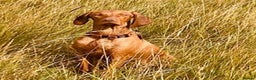 Hungarian Vizsla dogs for sale: 11 month old Bitch - Advert 1