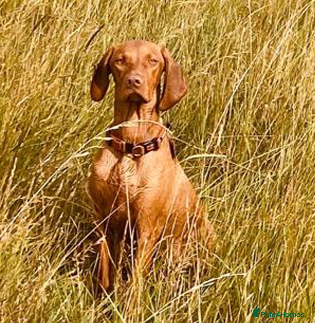Hungarian Vizsla dogs for sale: 11 month old Bitch - Advert 1