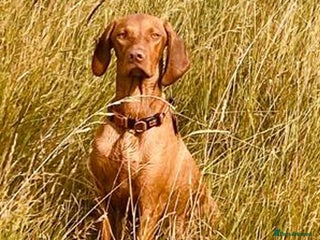Hungarian Vizsla dogs 11 month old Bitch - Advert 3