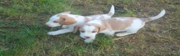 Beagle dogs for sale: READY NOW ROYAL KENNEL CLUB REG BEAGLE PUPPIES - Advert 4