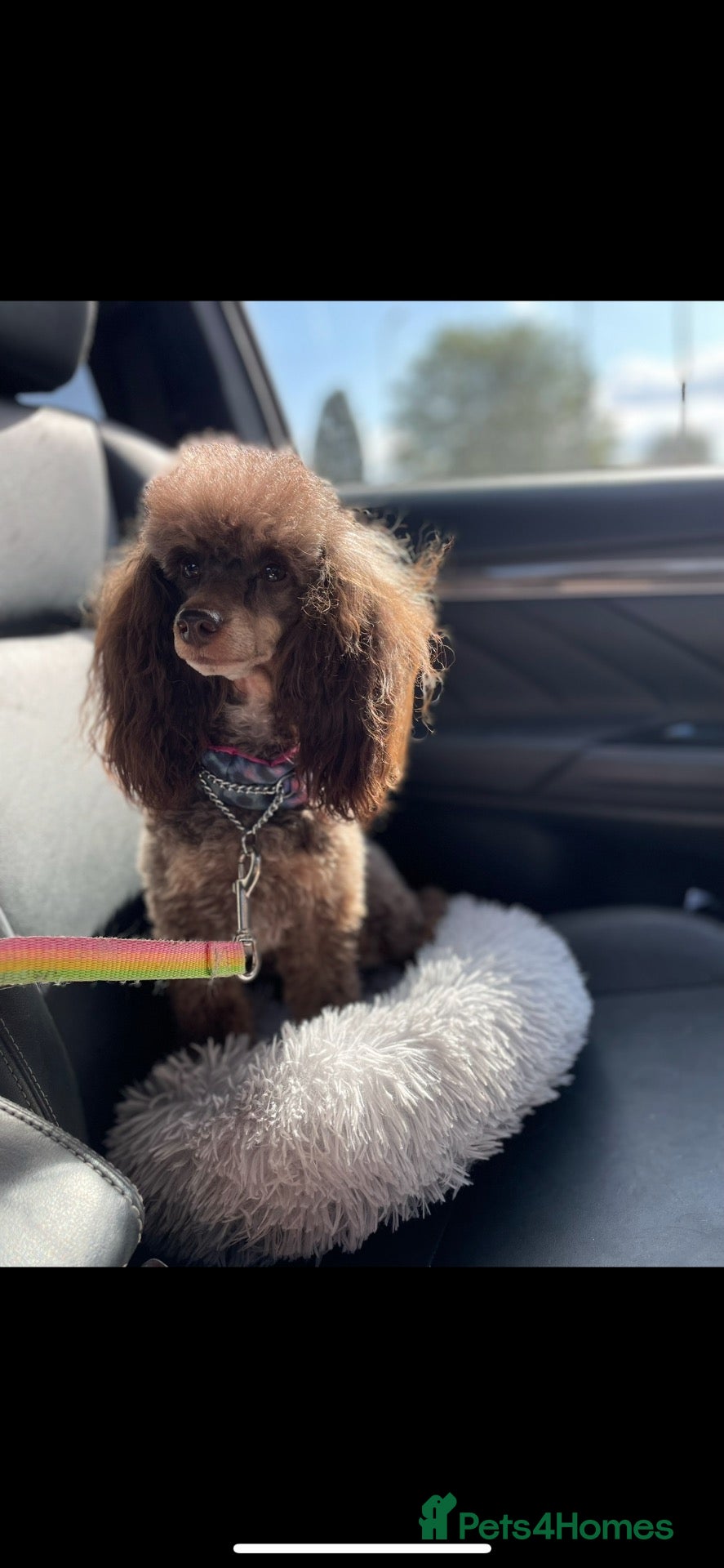 Toy Poodle dogs KC Reg DNA tested toy poodle pups - Advert 1