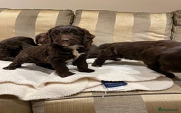 Cockapoo dogs for sale: Beautiful Cockapoo Puppies  - Image 9