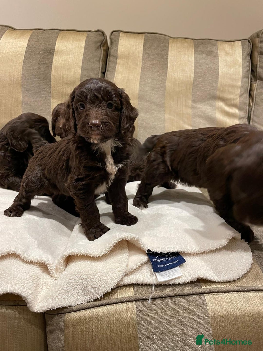 Cockapoo dogs for sale: Beautiful Cockapoo Puppies  - Image 9