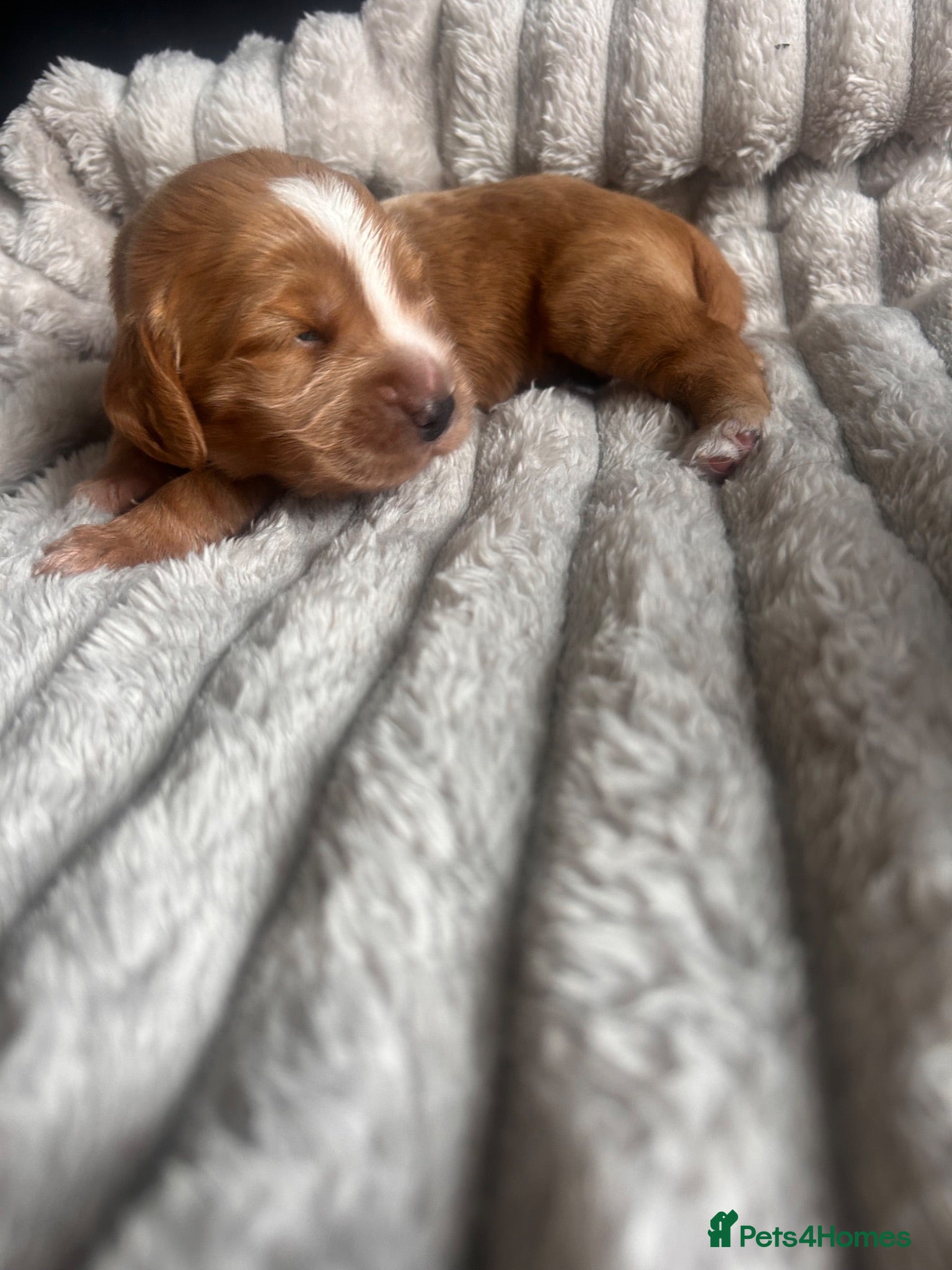 Cocker Spaniel dogs Beautiful cocker spaniel puppies - Advert 14