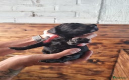 Mixed Breed dogs for sale: Moyen Poodles - Image 10