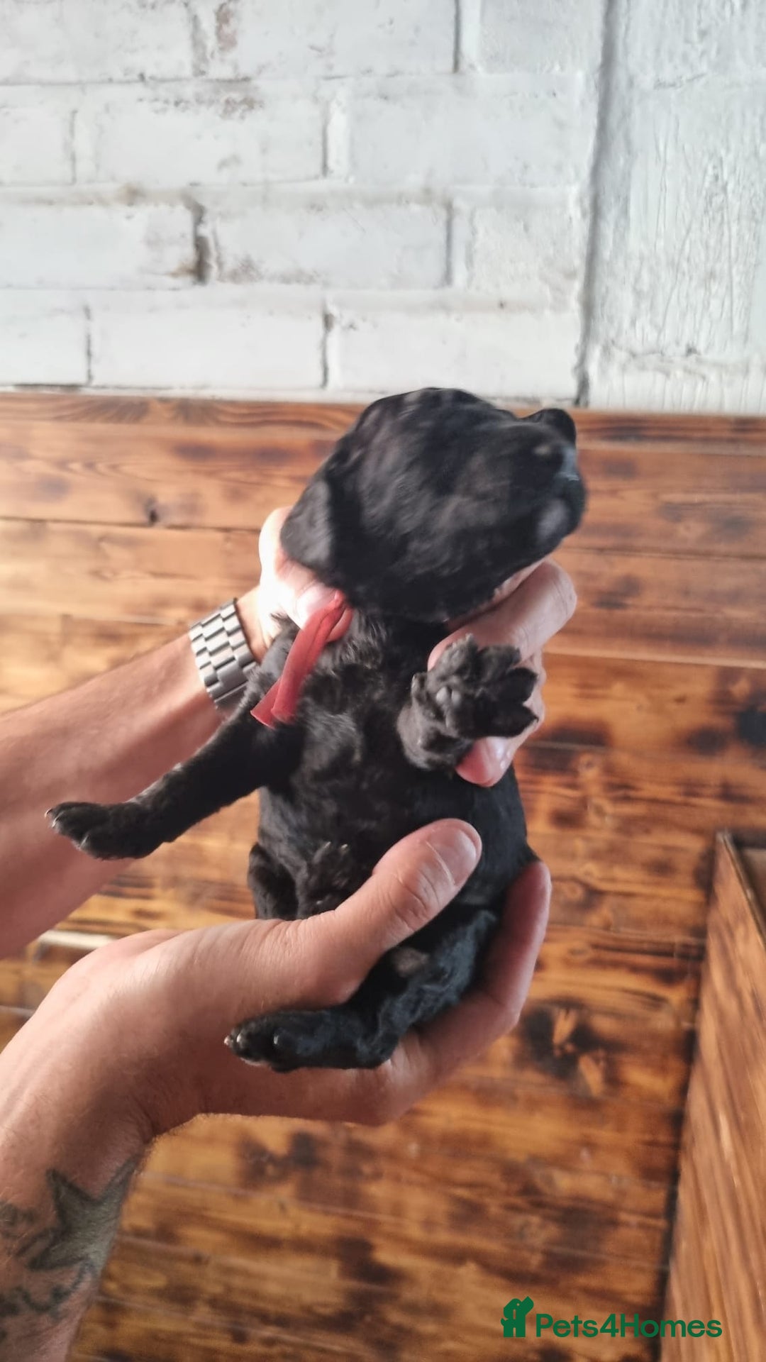 Mixed Breed dogs for sale: Moyen Poodles - Image 10