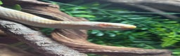 Corn Snake reptiles for sale: Snow Corn snake  - Advert 2