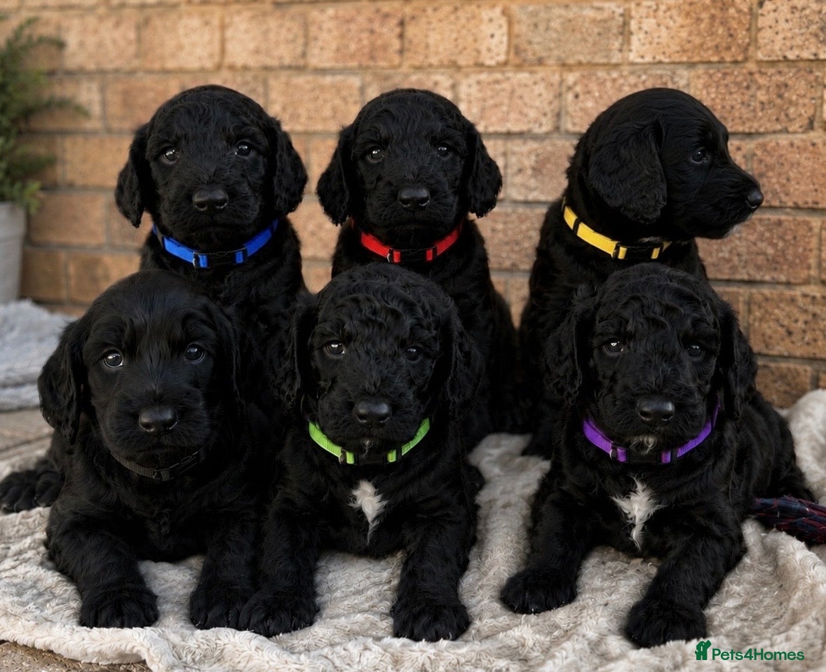 Cockapoo dogs 6 beautiful miniature cockapoos  - Advert 6