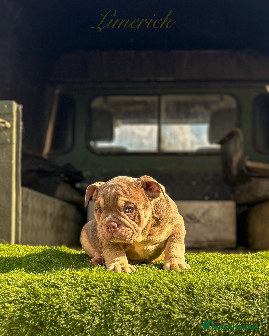 English Bulldog dogs for sale: 🔥 THE JACKPOT PUPPIES ARE HERE 🔥 - Image 12