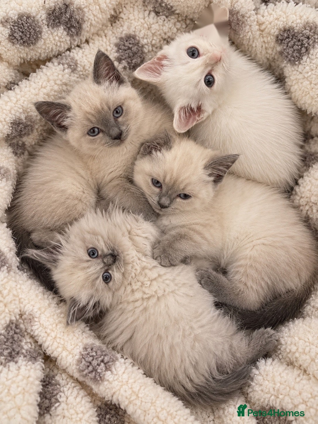 Ragdoll cats Gorgeous Ragdoll Kittens – Ready To Go!  - Advert 1